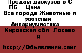 Продам дискусов в С-ПБ. › Цена ­ 3500-4500 - Все города Животные и растения » Аквариумистика   . Кировская обл.,Лосево д.